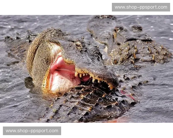 鳄鱼vs诺克：史诗对决，谁能称霸？